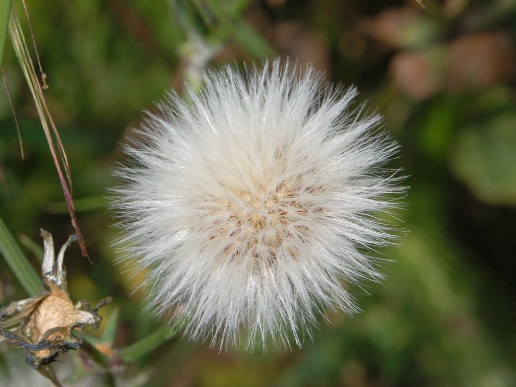 Sonchus tenerrimus / Grespino sfrangiato